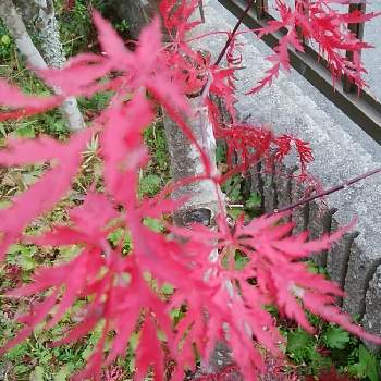 紅葉の秋の画像 by 芙蓉さん | 小さな庭と紅葉の秋