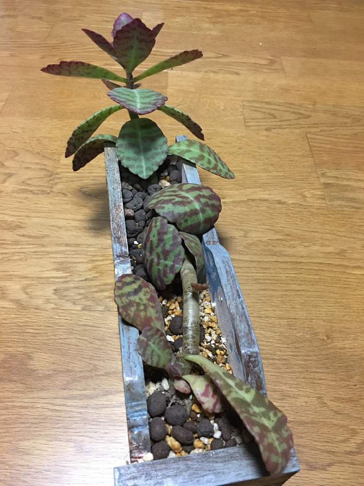 多肉植物の投稿画像 By 南雲さん カランコエ属フミリスとリメイクと植え替えとふゆに負けないと徒長とセロテープカッターと新芽と寒い日 19月11月29日 Greensnap グリーンスナップ