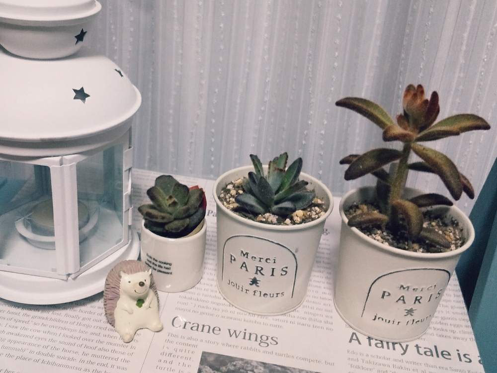 姫月兎耳の投稿画像 By ゆうさん テディベアとブラウンバニーと多肉植物とベランダガーデニングとうさぎちゃんシリーズと多肉女子と花のある暮らしとバルコニスト 19月11月29日 Greensnap グリーンスナップ