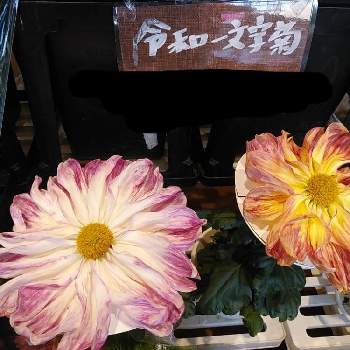 令和一文字菊の投稿画像一覧 Greensnap グリーンスナップ