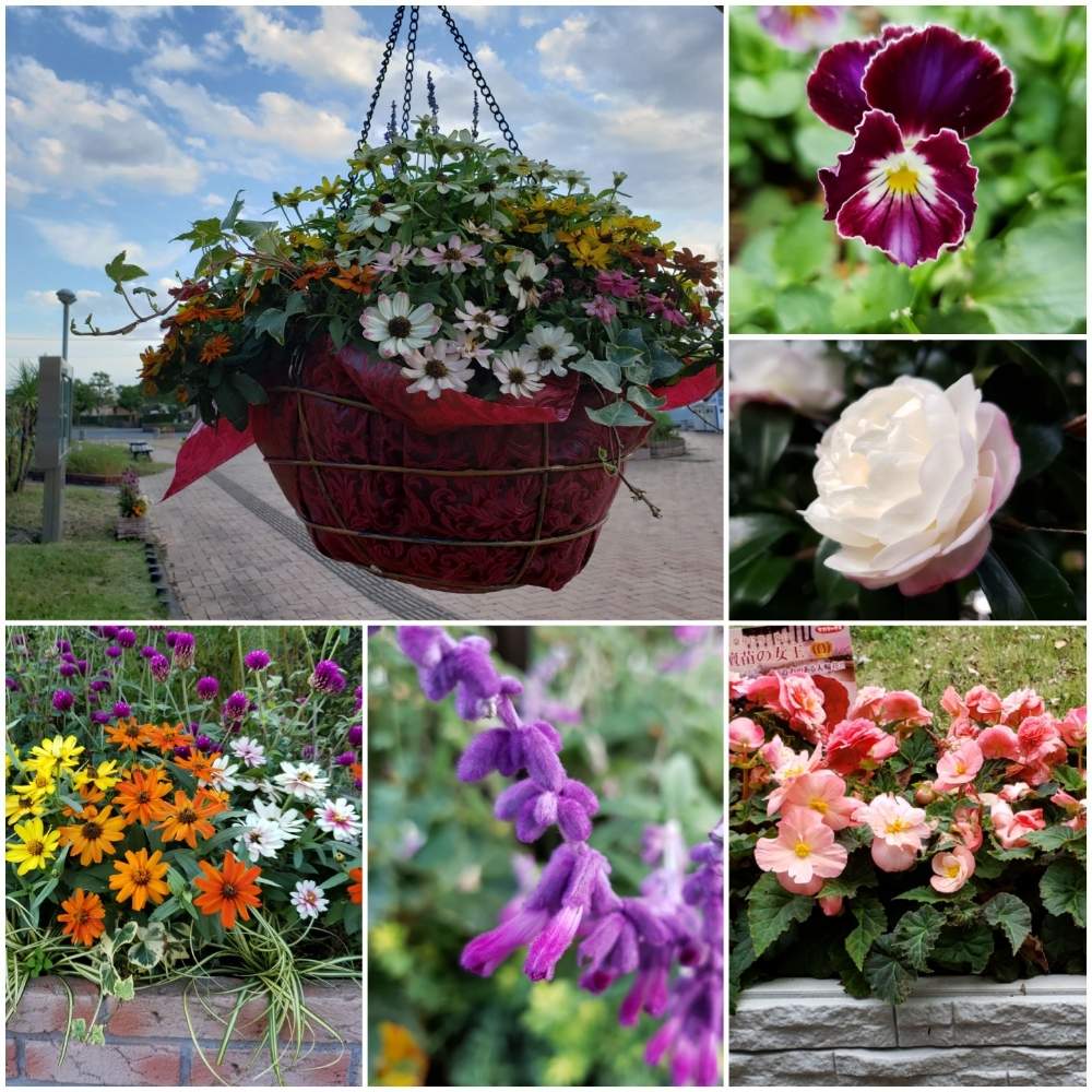 可愛い花の投稿画像 By Airiさん 公園とコラージュと癒しの空間と色とりどりの花と今月のお花まとめと癒しのひと時 19月11月30日 Greensnap グリーンスナップ