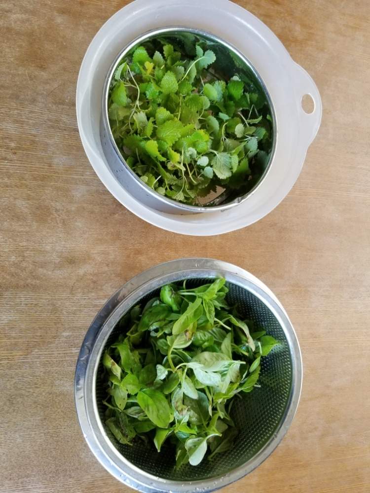 バジルの投稿画像 By 種からパッションフルーツさん レモンバームと緑のある生活とベランダ菜園と家庭菜園奮闘日記 19月11月30日 Greensnap グリーンスナップ