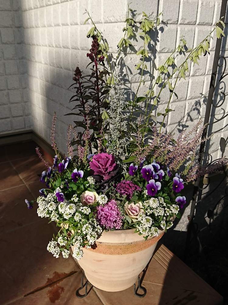 冬の寄せ植えフォトコンテストの投稿画像 By カリメロさん 19月11月30日 Greensnap グリーンスナップ 冬の寄せ植えフォトコンテストの投稿画像 By カリメロさん 19月11月30日 Greensnap グリーンスナップ