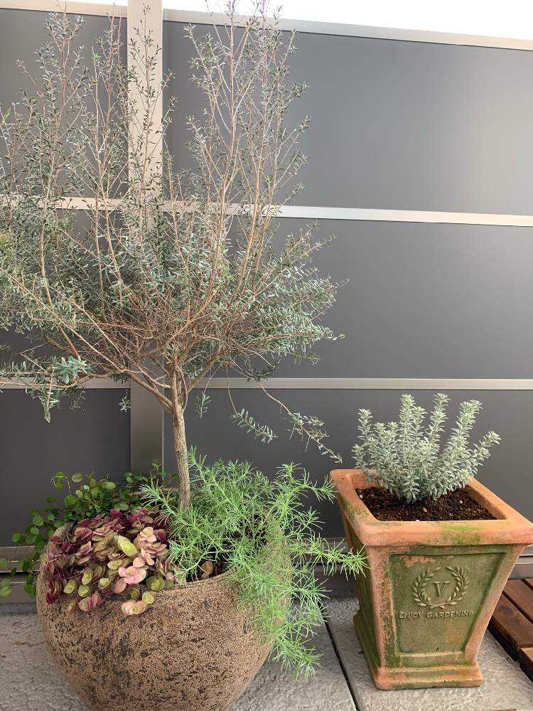 ダメでした、ティートゥリー｜🍀GreenSnap（グリーンスナップ）