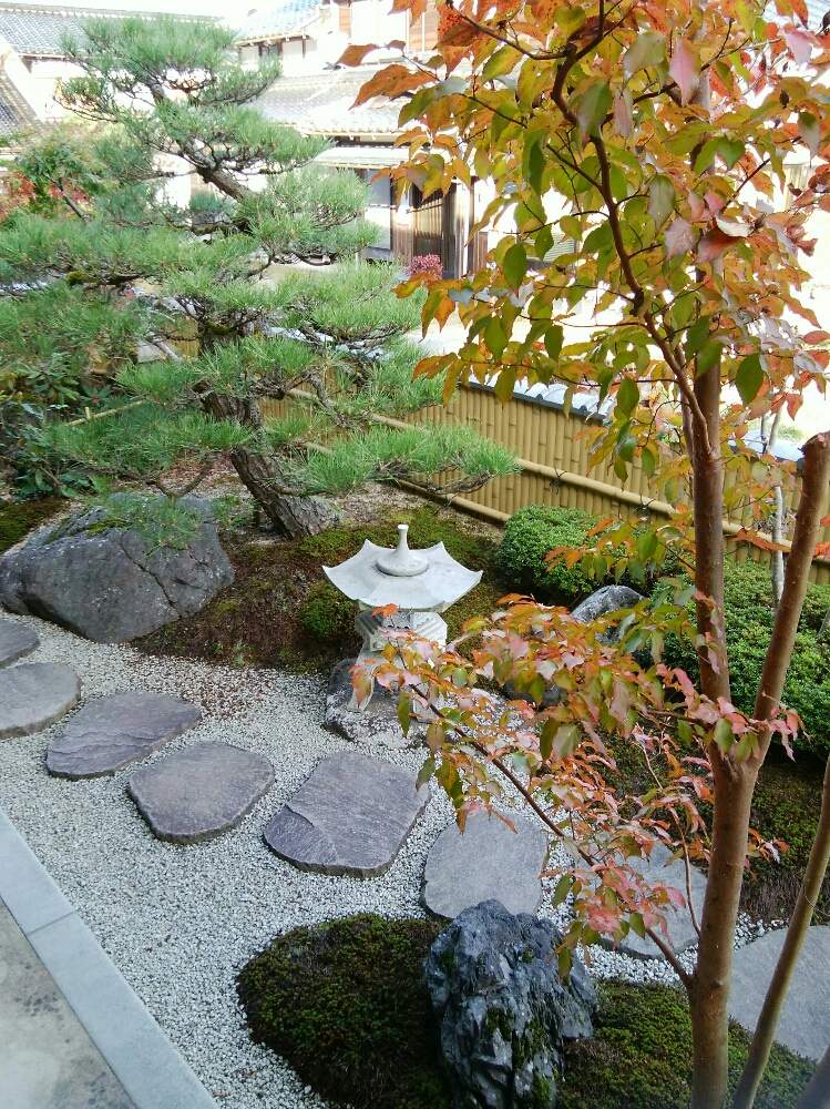 ヒメシャラの投稿画像 By Naokichiさん 黒松と庭木と和風の庭 19月11月30日 Greensnap グリーンスナップ