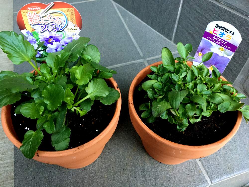 ルミナリエの投稿画像 By シュガーバインさん ビオラ パンジーと絵になるスミレとパンジーの季節と花のある暮らしと見切り品救出と絵になるスミレ パルムとビオラ ビッツ ルミナリエとルミナリエとビオラ パンジーと絵になるスミレとパンジーの季節と花のある暮らしと