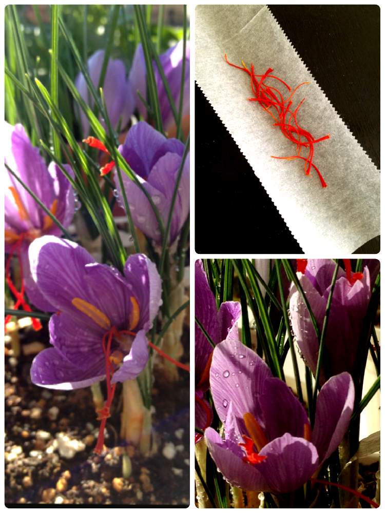 サフランの花の投稿画像 By Cookieさん 11月とサフラン と花のある暮らしとシンプルクッキングと球根植物と紫の花 19月11月30日 Greensnap グリーンスナップ
