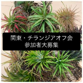 イベント告知の投稿画像一覧 Greensnap グリーンスナップ