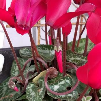 シクラメンの種 の投稿画像一覧 Greensnap グリーンスナップ