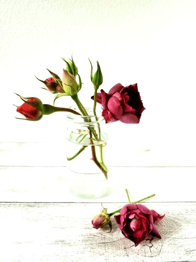 バラ ナエマの投稿画像 By Kazさん バーガンディ アイスバーグとばら バラ 薔薇と庭の花と薔薇に魅せられてと癒されると花のある暮らしと薔薇のつぼみ 19月12月1日 Greensnap グリーンスナップ