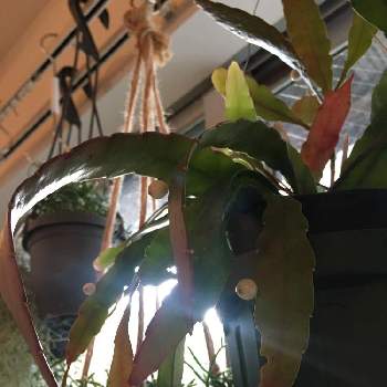 プセウドリプサリス ラムローサの画像 by akkyさん | 窓辺とプセウドリプサリス ラムローサと リプサリスとインドアグリーンと観葉植物と植物のある暮らしとハンキングとグリーンインテリアとクジャクサボテン、と植物好きとリプサリス属とリビングとインテリアグリーンとプセウドリプサリス属