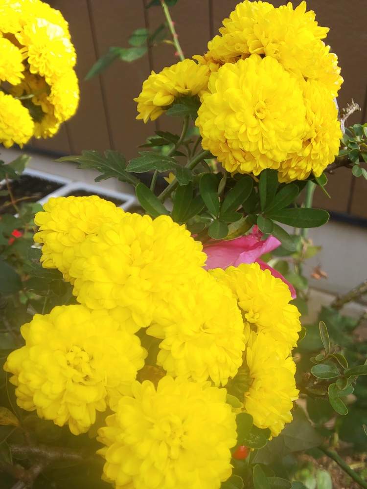 ピンポンマム ピンポン菊の投稿画像 By カレンさん 花のある暮らし 19月12月1日 Greensnap グリーンスナップ