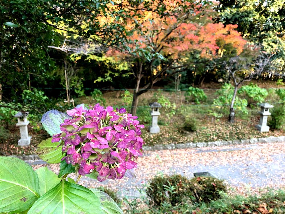 植物のある暮らしの投稿画像 By いぬさん 公園と散歩と紅葉 こうよう と大阪と関西とお出かけ先にてとボタニカルスポット19秋 19月12月1日 Greensnap グリーンスナップ