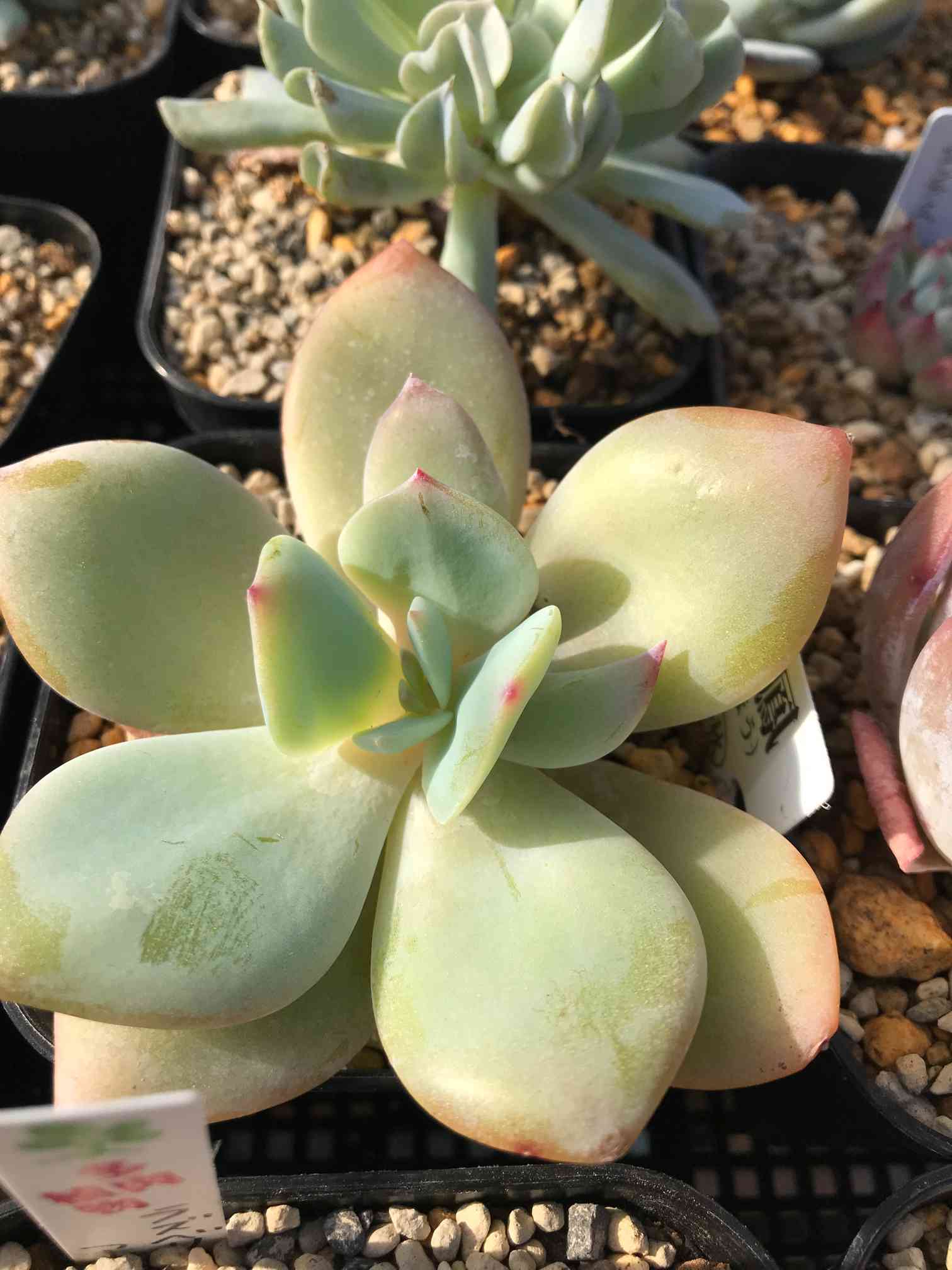 多肉植物 エケベリア 白鳳hyb 超大群生　抜き苗 多肉植物 エケベリア 白鳳hyb 超大群生 抜き苗