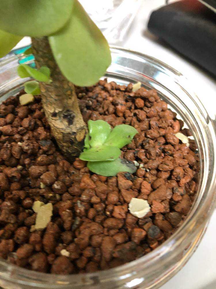 ハワイ原産モロキニエンシス育成記録｜🍀GreenSnap（グリーンスナップ）