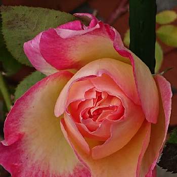 夕方のバラの画像 by 山ちゃんさん | バラ カリフォルニアドリーミングと強香と夕方のバラと今夜の 一枚と鉢植えと花のある暮らしと我が家のバラ