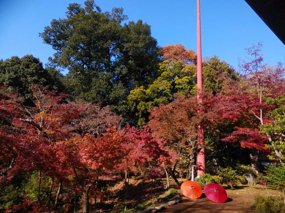 喜多院の投稿画像 By じゅんさん 紅葉 こうよう と秋景色と花のある暮らしとボタニカルスポット19秋 19月12月1日 Greensnap グリーンスナップ
