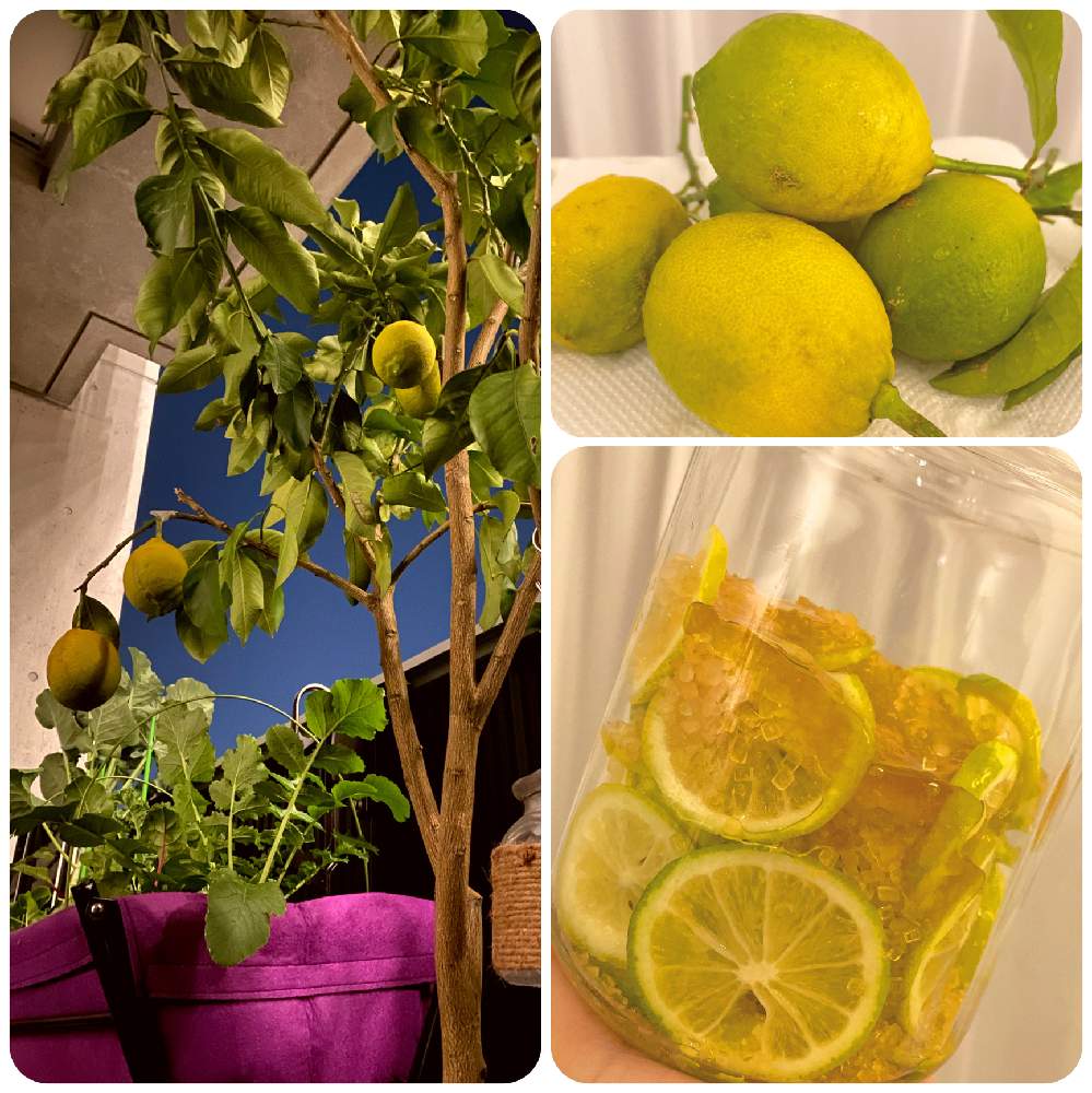 レモンの投稿画像 By ベランダ星人さん リスボンレモンと植物のある暮らしと家庭菜園と果樹とベランダ緑化とベランダ菜園と有機栽培 19月12月1日 Greensnap グリーンスナップ