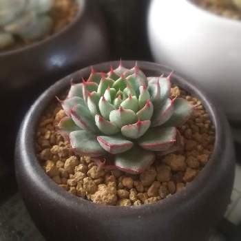 エケベリア オアシスの投稿画像一覧 Greensnap グリーンスナップ