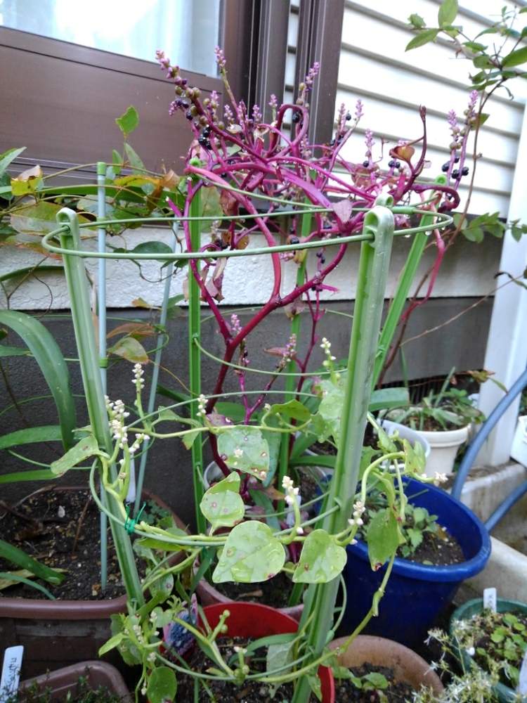 ツルムラサキの投稿画像 By Mykyoさん 19月12月1日 Greensnap グリーンスナップ