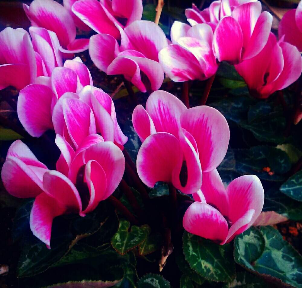 シクラメンの投稿画像 By 青葉桜子さん 花の写真と可愛い花と冬の花ときれいと花の観察と花だよりと植物観察と花のある暮らしとお花 19月12月2日 Greensnap グリーンスナップ