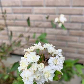 コデマリ　八重咲きの画像 by fuuhakuさん | 小さな庭とコデマリ❇︎とGS映えとGS日和と植中毒とコデマリ　八重咲きと新潟と花のある暮らし