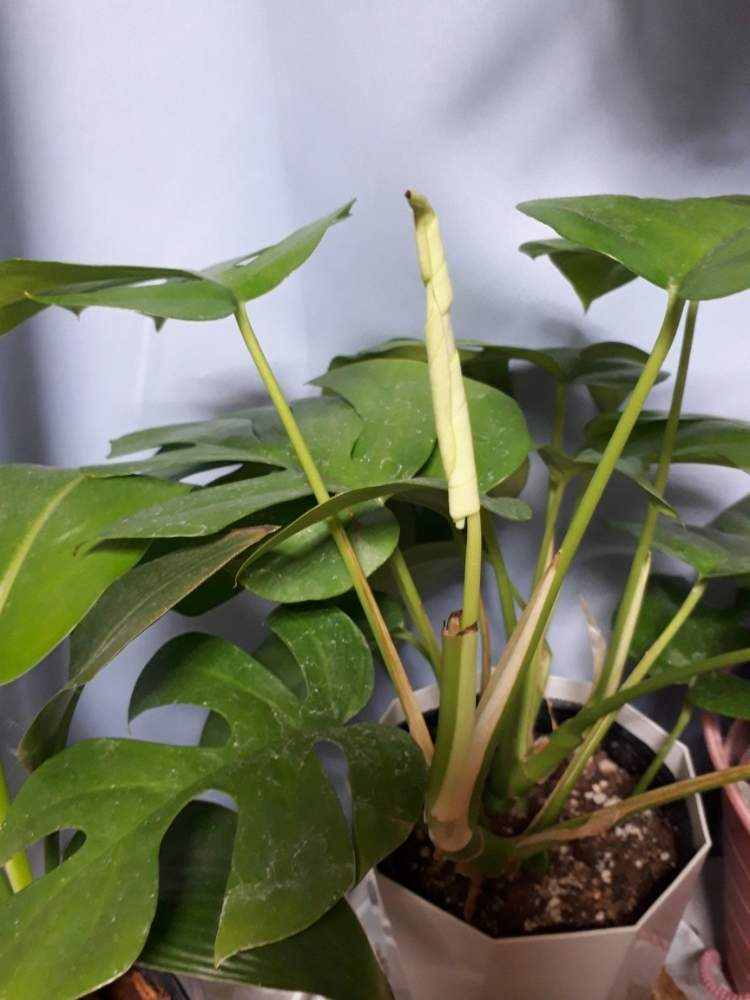 姫モスラーの投稿画像 By Cocoさん 枯れないでねと たからもの と薔薇と夢cljubとわが家の多肉スペースと優しい気持ち とgreen Up とチーム福岡 19月12月2日 Greensnap グリーンスナップ