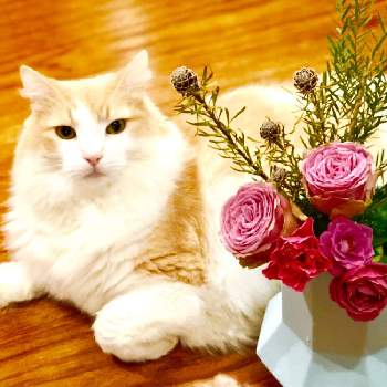ねことバラの画像 by テレサさん | 部屋とねことバラとブルーローズ♡とありがとう♡と☆薔薇 あおいとネコと植物と花のある暮らしと薔薇♪と猫と暮らすとバルコニスト