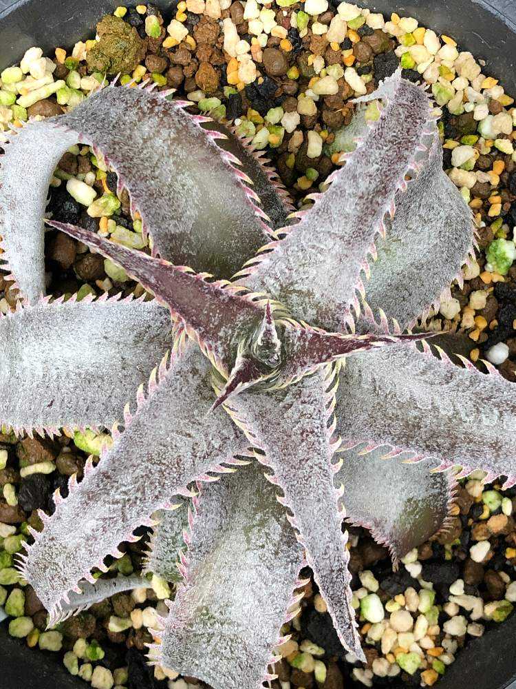 Dyckia marnier-lapostollei Red spines｜🍀GreenSnap（グリーンスナップ）