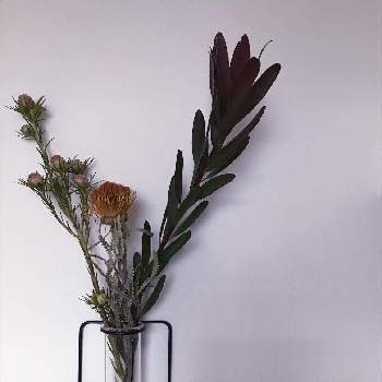 ドライアンドラ・フォルモーサの画像 by eriさん | 玄関とリュウカデンドロンとドライアンドラとリュウカデンドロンとドライフラワーと晩秋のリビングフラワーフォトコンテストとドライアンドラ・フォルモーサとドライフラワースワッグと花のある暮らしとリュウカデンドロン✨とリースとスワッグ