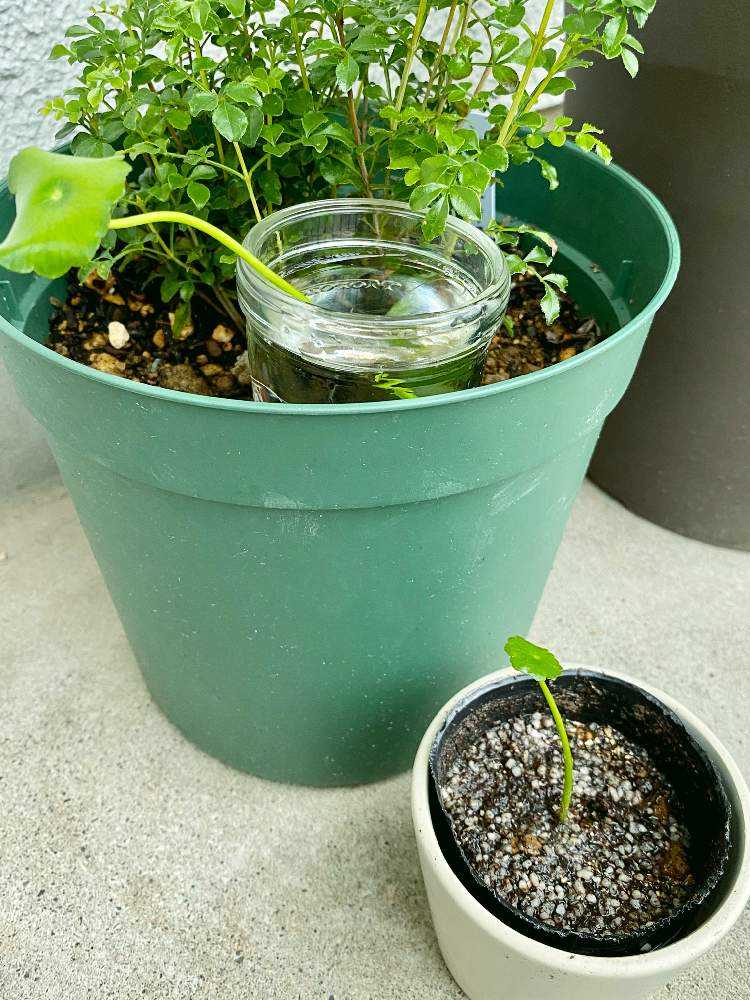 ピグミー マッシュルームの投稿画像 By なおさん ピグミー マッシュルームとたのしみ と植物愛がとまらないとよろしくお願いしますと植物大好きと植物だいすきと大好きと水耕栽培と小さな幸せ とうれしい と可愛いと水草と新芽とあめふり 19月12月2日