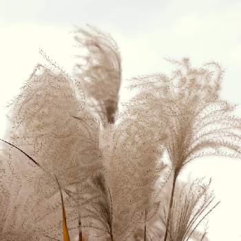 枯尾花の投稿画像一覧 Greensnap グリーンスナップ