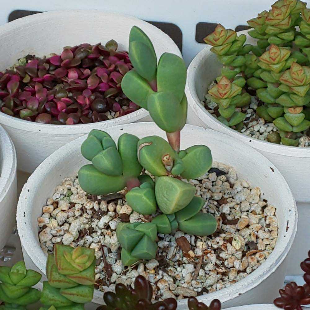 多肉植物　高級種　マクライジング錦　カット 超格安一点 多肉植物 メルカリ - カット マクライジング錦 高級