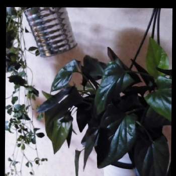  シンゴニュームの画像 by T.Kさん | 部屋と観葉植物と観葉植物を楽しむと植物男子と シンゴニューム