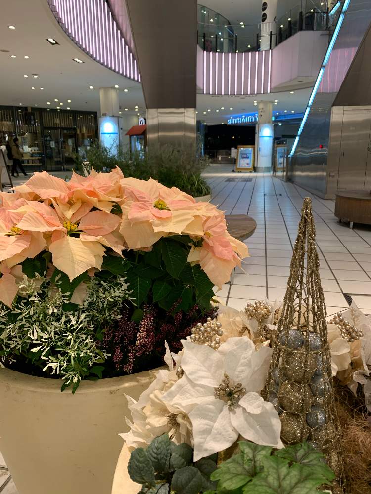 の画像 by シゲルさん | 愛情いっぱい下さいと恋人がサンタクロースと横浜ベイクォーターとポインセチアの花とクリスマスフラワーとiPhone撮影