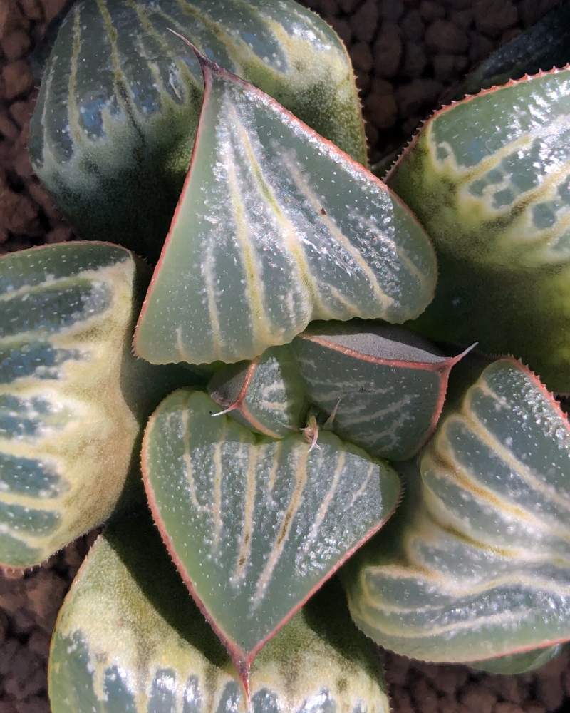 スプレンデンスラブの投稿画像 By Taka 彡さん 多肉男子と軟葉系ハオルチアとハオルチア属と神奈川タニラーとno Green No Lifeとハオルチア スプレンデンス とハオルシア属 とノーグリーンノーライフとスプレンデンス ラブ 19月12月2日 Greensnap グリーン