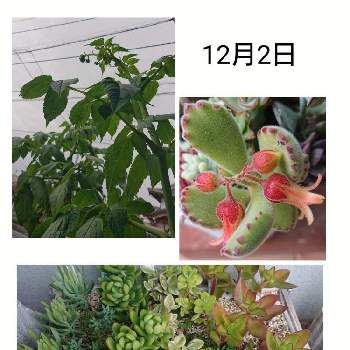 花蔓草錦の投稿画像一覧 Greensnap グリーンスナップ
