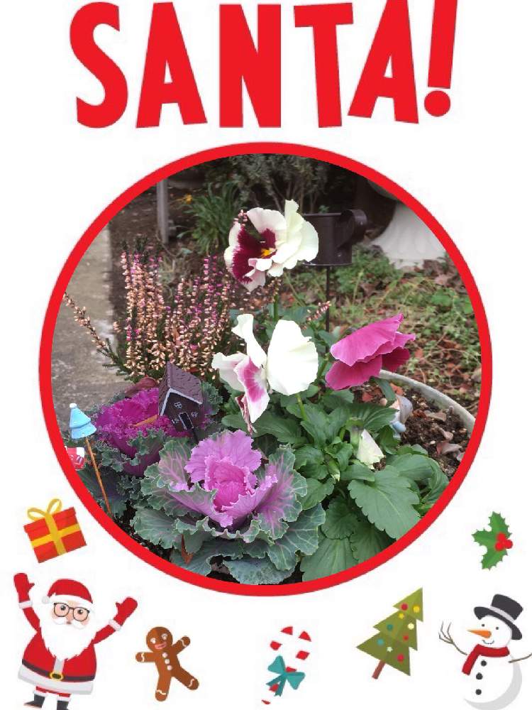 葉牡丹アレンジの投稿画像 By Emi Tu Chi えみっち さん 冬の寄せ植えと季節の寄せ植えと冬到来と葉牡丹 と寄せ植えアレンジと葉牡丹 リースと花のある暮らしとめざせ 踊り葉牡丹とガーデンシクラメン 寄せ植えとgreen Up と葉牡丹の寄せ植えとなが い冬到来 19