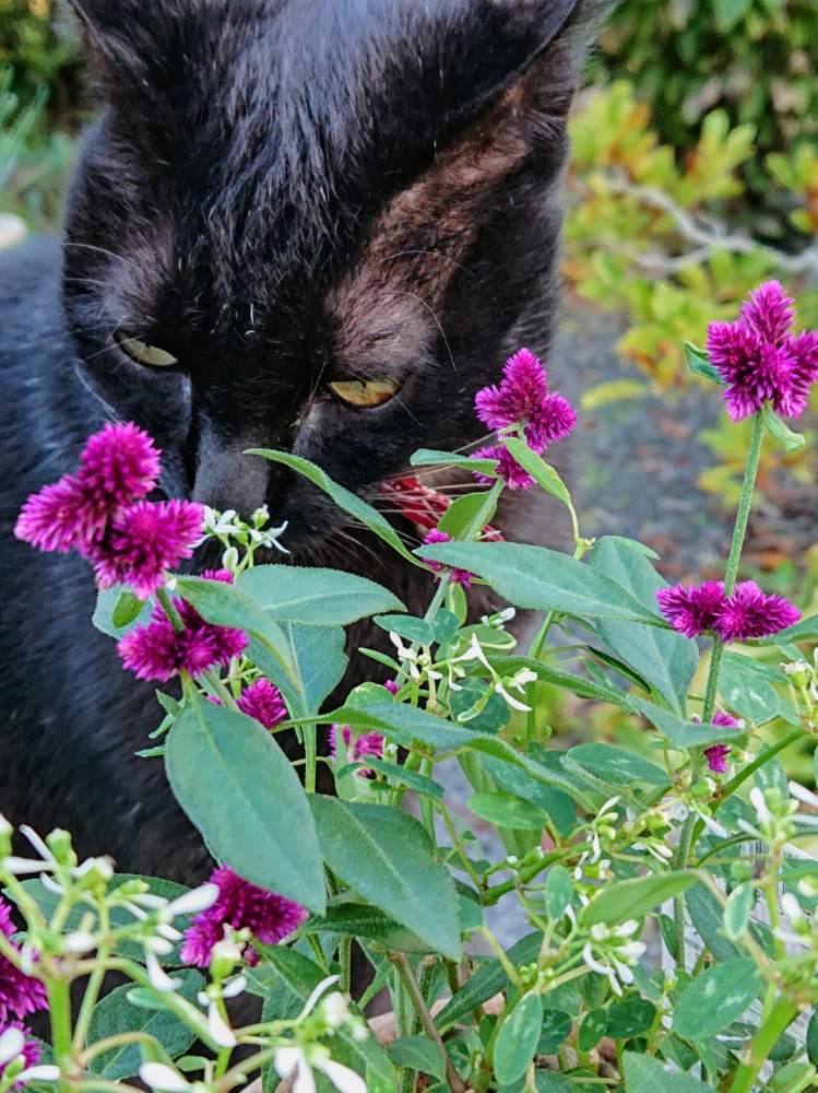日常の風景の投稿画像 By ゆずさん 癒しと可愛い花と猫と植物と赤紫の花と綺麗と花のある暮らしと緑のある風景 19月12月3日 Greensnap グリーンスナップ