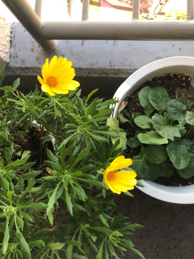 壁紙無料の材料 サントリー 植物 壁紙無料の材料 サントリー 植物