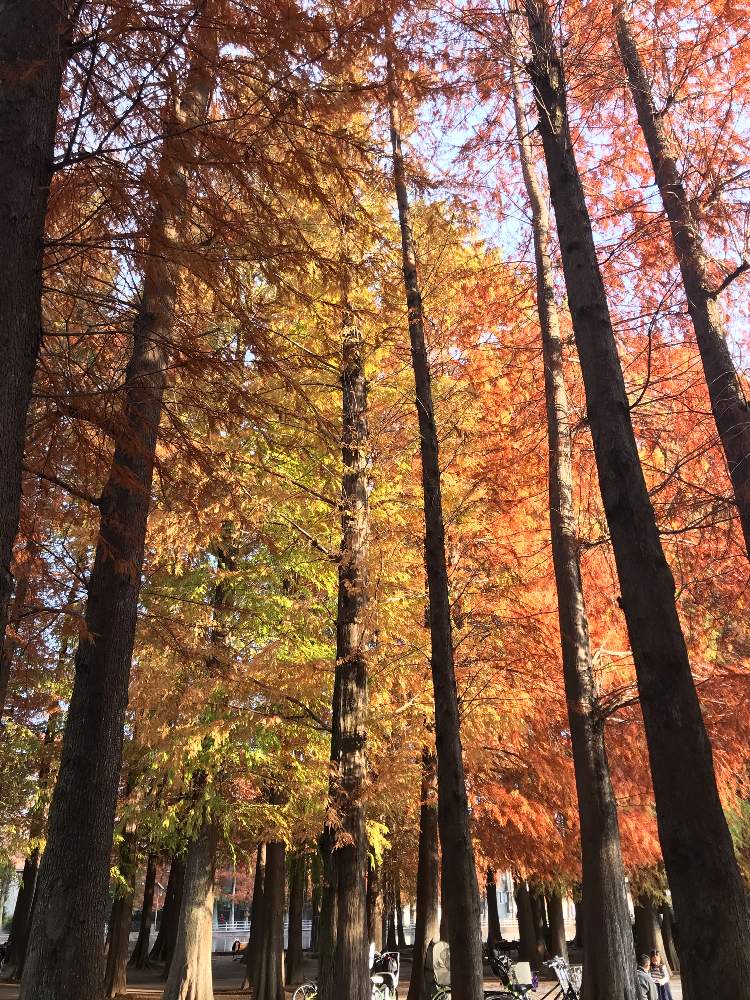 メタセコイヤの投稿画像 By ポチさん 別所沼公園とgs映えとドライブと紅葉 こうよう と別所沼公園のメタセコイアと花のある暮らしとはじめてとiphone撮影とあっ火曜日 19月12月3日 Greensnap グリーンスナップ