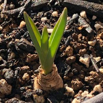 ムスカリの球根の投稿画像一覧 Greensnap グリーンスナップ