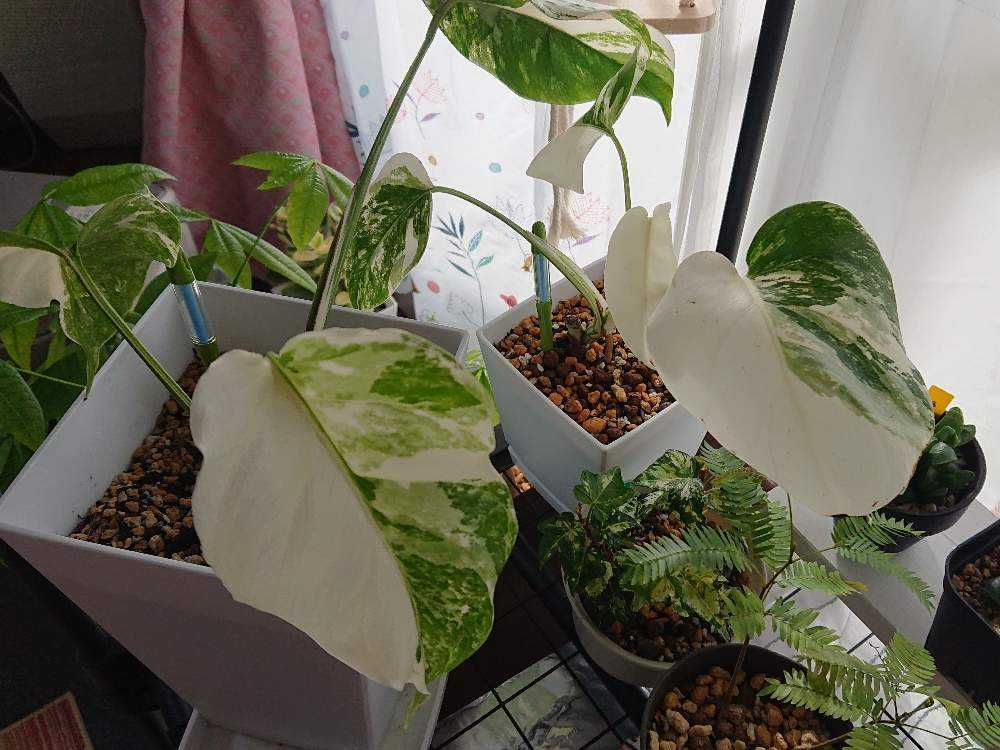 黄 斑入り モンステラ 茎伏せ発根済② - 植物/観葉植物