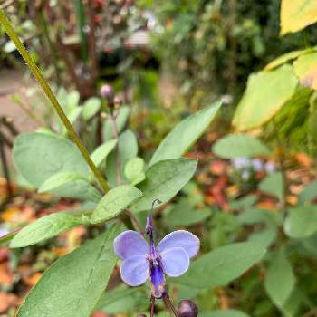 ブルーバタフライフラワーの投稿画像一覧 Greensnap グリーンスナップ