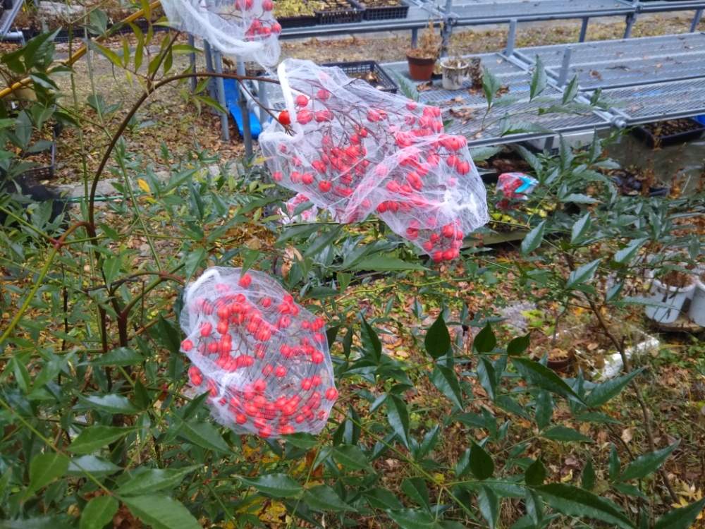 南天の投稿画像 By ケニチさん 赤い実と冬を感じると仙台市野草園と鳥から守る 19月12月3日 Greensnap グリーンスナップ