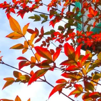 ナンテンの葉の画像 by zoomx☆さん | 小さな庭と南天(ナンテン)とナンテンの葉と秋の風景と空編