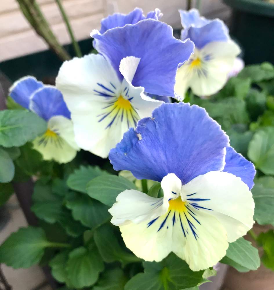 パンジーの投稿画像 By ひろちゃんさん パンジー マリアブルーオーシャンと玄関と青い花と咲いてくれてありがとう と青い花マニアと青い花と咲いてくれてありがとう と青い花マニア 19月12月3日 Greensnap グリーンスナップ Greensnap グリーンスナップ
