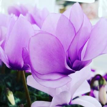花癒しの画像 by momoさん | セレナーディアとブルーシクラメン♡と今日の私の写真と花のある日常と花のある暮らしと花癒し