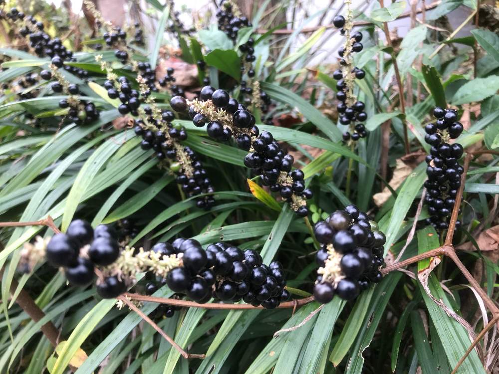 ヤブランの実の投稿画像 By ひめだかさん 丸美会と常緑とキジカクシ科と花期長いと耐暑性と多年草と花のある暮らしとグランドカバーと耐寒性と地植えと散歩中と黒い実 19月12月3日 Greensnap グリーンスナップ