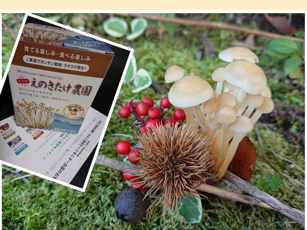 初めてのえのきたけ栽培｜🍀GreenSnap（グリーンスナップ）